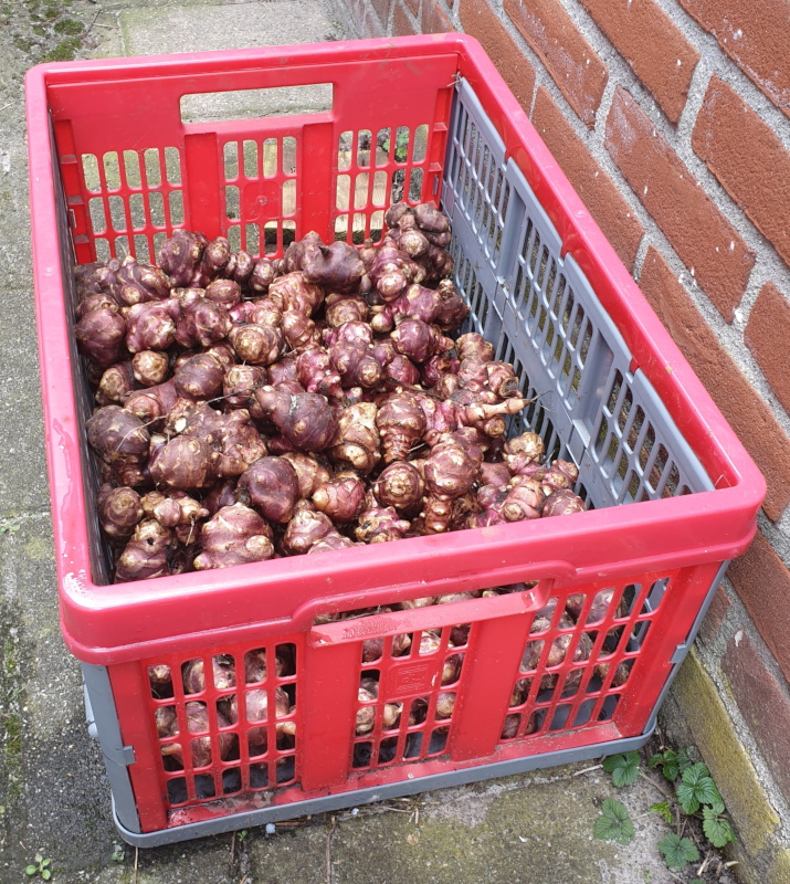 vers geoogste aardperen